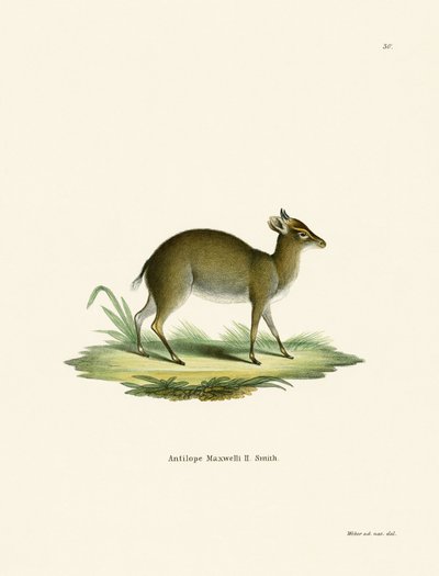 Duiker de Maxwell de German School