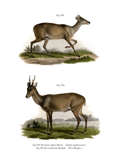 Mazama, 1860 de German School