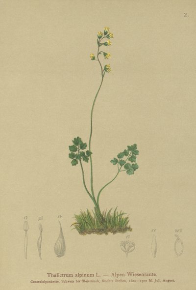 Ruda de pradera (Thalictrum alpinum) de German School