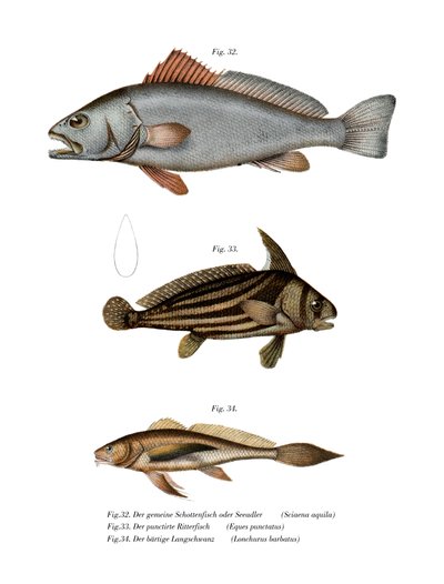 Corvina de German School