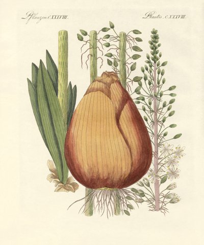 Plantas medicinales (grabado coloreado) de German School
