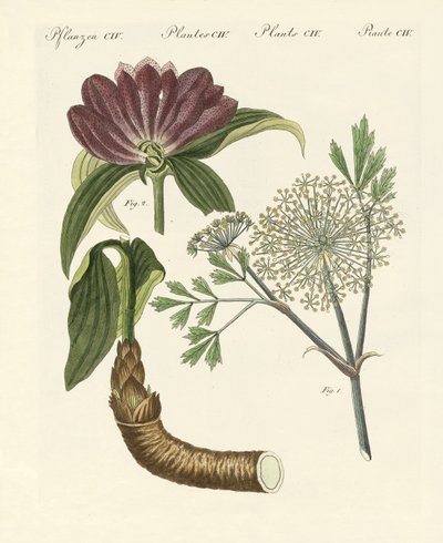 Plantas medicinales de German School