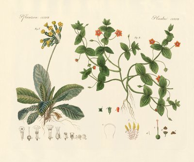 Plantas medicinales de German School