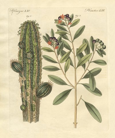 Plantas medicinales de German School