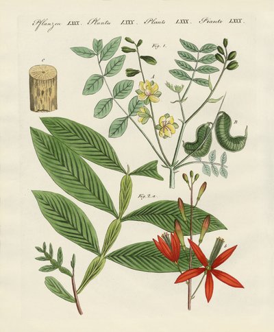 Plantas medicinales de German School