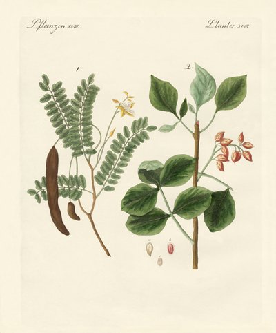 Plantas medicinales de German School
