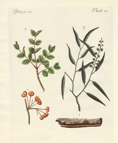 Plantas medicinales de German School