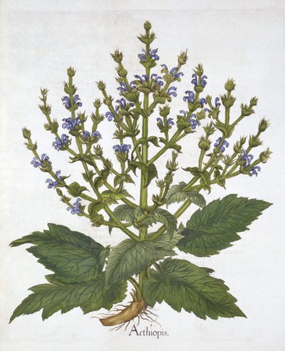 Salvia mediterránea, de "Hortus Eystettensis" por Basil Besler de German School