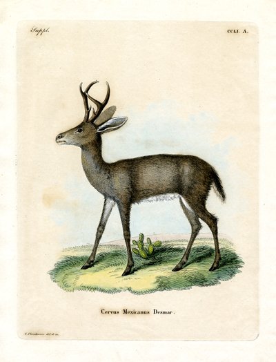 Venado Mexicano de German School