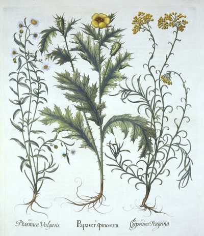 Amapola mexicana, siempreviva de mar y hierba de estornudos, de Hortus Eystettensis, por Basil Besler, pub. 1613 de German School