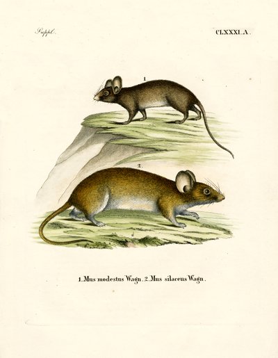 Ratones de German School
