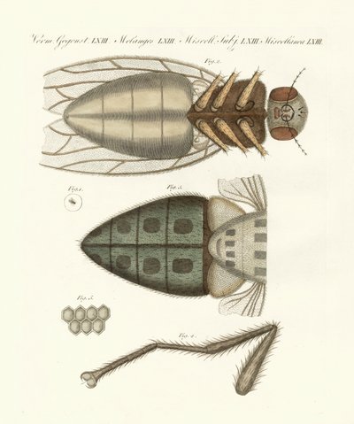 Vista microscópica de la mosca doméstica de German School