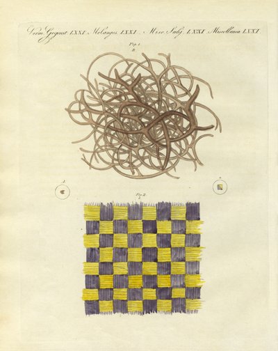 Vista microscópica de la esponja de mar y la medusa de German School