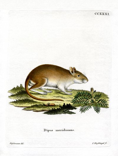 Jird de Mediodía de German School