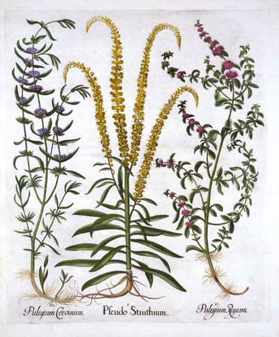 Mignonette, Poleo y Menta de Pantano, de Hortus Eystettensis, por Basil Besler, pub. 1613 de German School