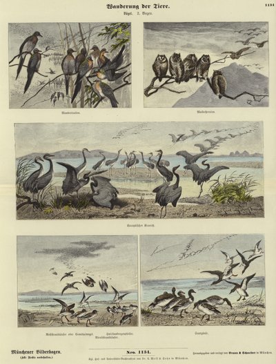 Migración de Animales de German School