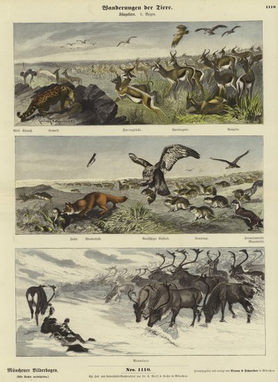 Migraciones de Animales de German School