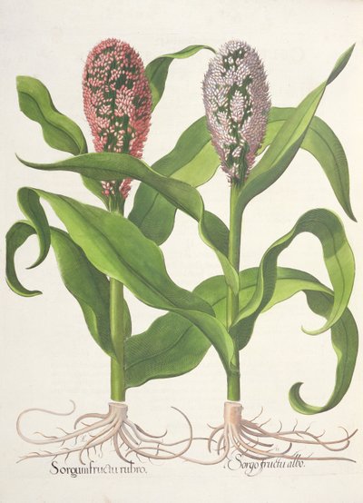 Mijo: 1.Sorgum fructu rubro; 2.Sorgo fructu albo, del Hortus Eystettensis por Basil Besler (1561-1629), pub. 1613 de German School