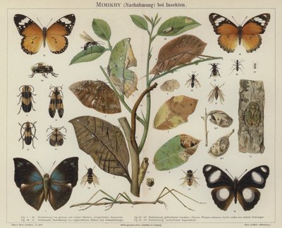 Mimetismo en insectos de German School
