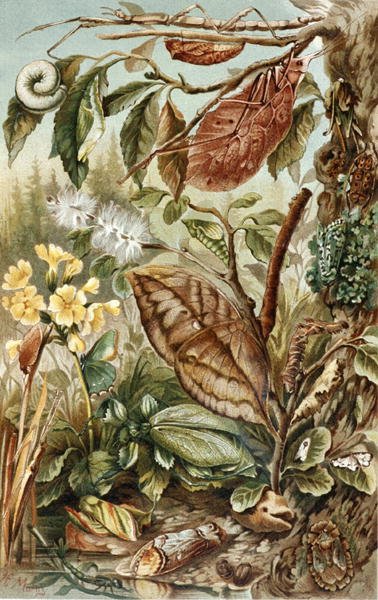 Mimetismo de insectos, lámina de "Brehms Tierleben: Allgemeine Kunde des Tierreichs", vol.9, p.10, publicado por Bibliographisches Institut de German School