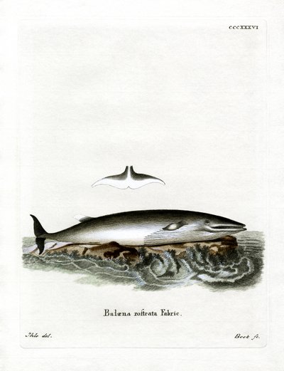 Ballena minke de German School
