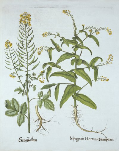 Berro de Mitra y Mostaza Blanca, de Hortus Eystettensis, por Basil Besler (1561-1629), pub. 1613 de German School