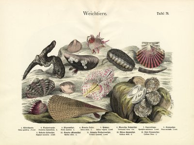 Moluscos, c.1860 de German School