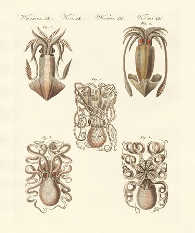 Moluscos o gusanos blandos de German School