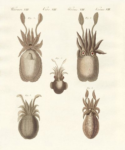 Moluscos o gusanos blandos de German School