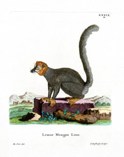 Lémur Mangosta de German School