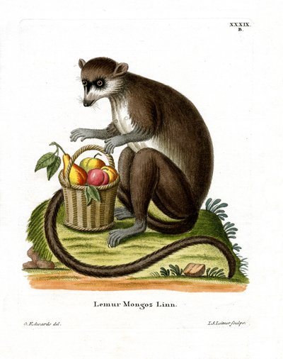 Lémur mangosta de German School