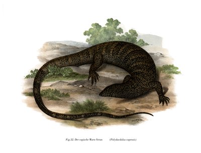 Lagarto monitor de German School