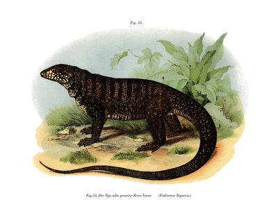 Lagarto monitor de German School