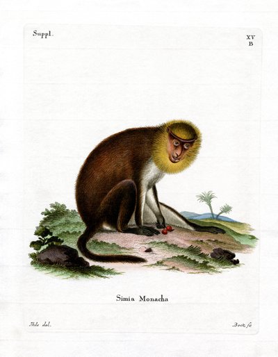 Saki monje de German School