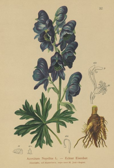 Acónito (Acontium napellus) de German School