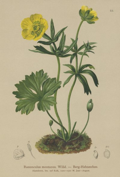 Ranúnculo de montaña (Ranunculus montanus) de German School