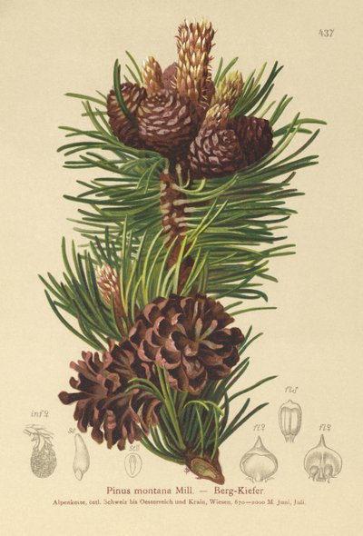 Pino de montaña (Pinus montana, Pinus mugo) de German School