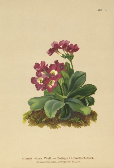 Primula de montaña (Primula villosa) de German School