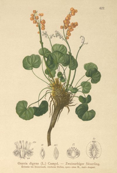 Acedera de montaña (Oxyria digyna) de German School