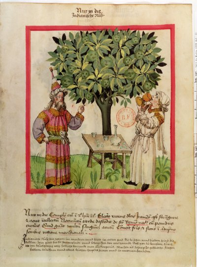 Ms.Lat.9333 fol.11 Cosecha de Nuez Moscada, del Tacuinum Sanitatis de German School