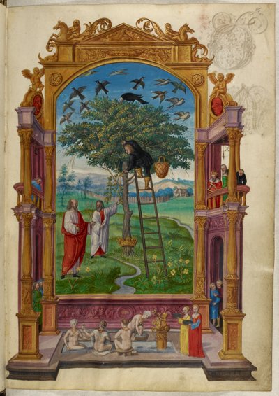 Ms Harley 3469, f.15 Árbol dorado con corona, la Otra Parábola, de 