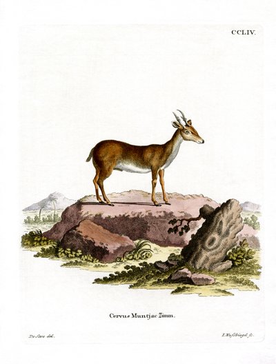 Muntjac de German School
