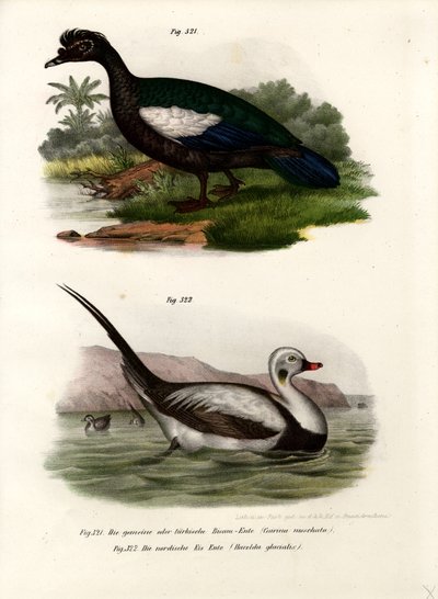Pato criollo, 1864 de German School