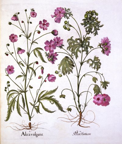 Malva Almizclera, de Hortus Eystettensis, por Basil Besler, pub. 1613 de German School