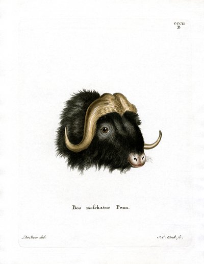 Cabeza de Buey Almizclero de German School
