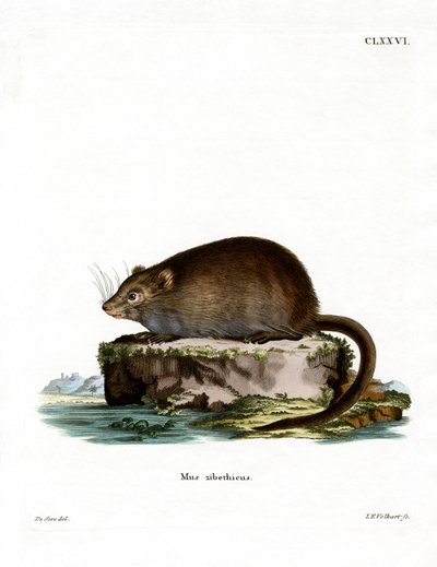 Rata Almizclera de German School