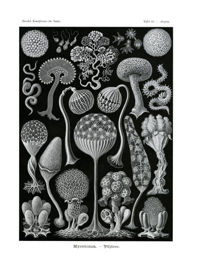 Mycetozoa de German School