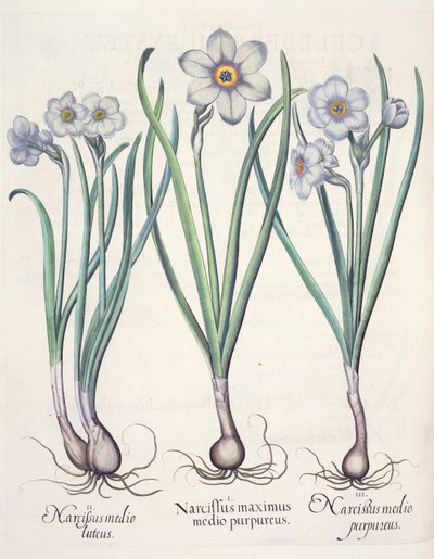 Narcisos: 1.Narcissus maximus medio purpureus; 2.Narcissus medio luteus; 3.Narcissus medio purpureus, del Hortus Eystettensis por Basil Besler (1561-1629), pub. 1613 de German School