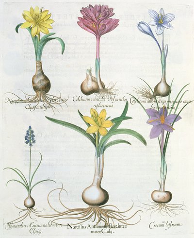 Narcisos, crocus y jacinto: 1.Narcissus autumnalis; 2.Hyacinthus autumnalis; 3.Crocum biflorum; 4.Colchium album; 5.Colchium versicolor; 6.Narcissus autumnalis, del Hortus Eystettensis por Basil Besler de German School