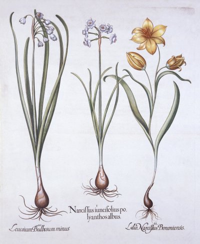 Narciso, Tulipán y Campanilla de Verano, de Hortus Eystettensis, por Basil Besler, pub. 1613 de German School